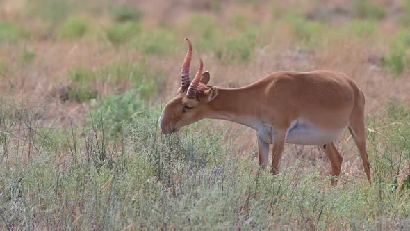 Wild Saiga Antelope or Saiga Tatarica Grazes in Steppe