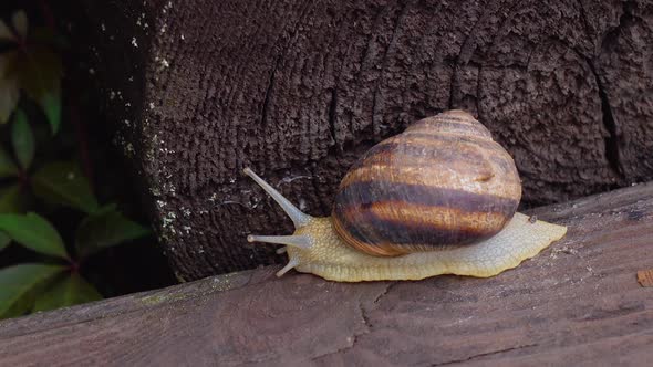 Garden Snail Crawling on a Wooden Surface
