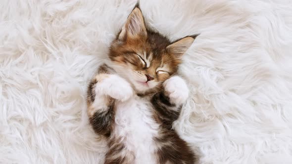 Gray Striped Kitten Sleeping