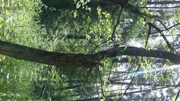 Vertical Video of Forest Landscape in Summer Slow Motion