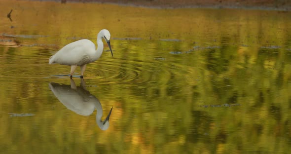 Goa, India. White Little Egret Catching Fish In River Pond