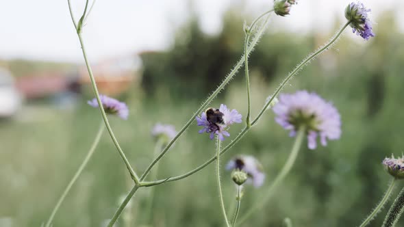 Wildflowers