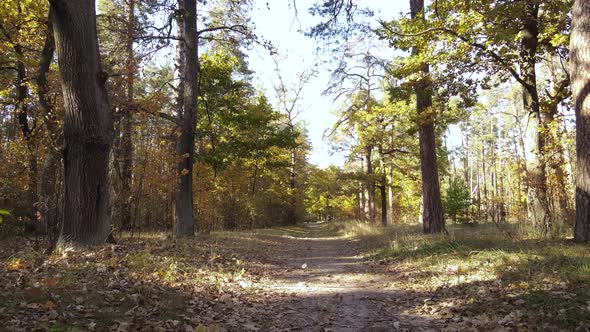 Trees in the Forest on an Autumn Day