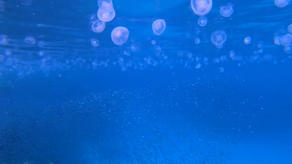 Jellyfish Underwater Blue Fish