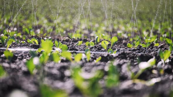 Close-up of Irrigation of Plantation