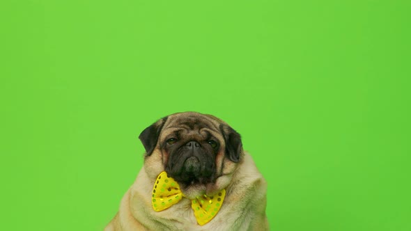 Beige Fat Pug with Yellow Bow Tie on Green Background