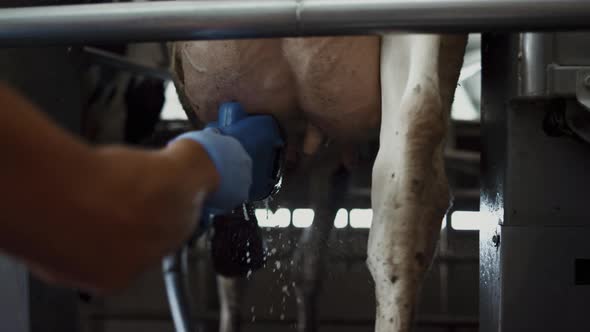 Farmer Cleaning Cow Udder Using Modern Equipment in Dairy Farm Carousel Close Up