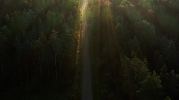 Forest Road at Sunrise