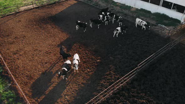 Cows on Farm. Aerial View on Cows Farm. Cows From a Dairy Farm Brought To Slaughter at a Meat