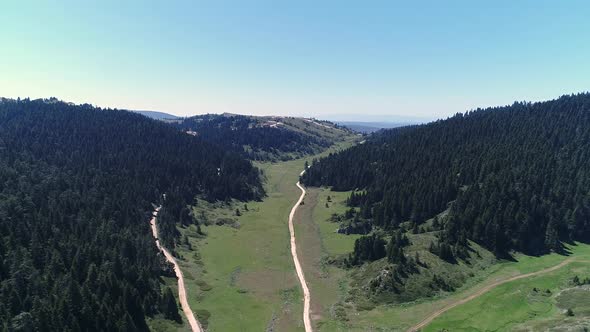 Dirt roads stretching between pine trees.