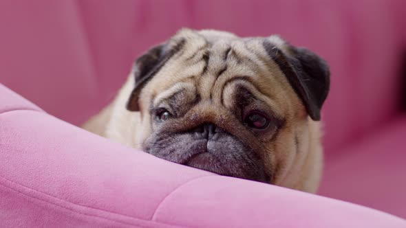 Adorable dog pug breed sit on couch waiting owner so lonely