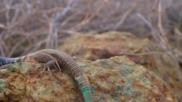 Large Whiptail lizard or blau blau crawling onto limestone rock in arid desert landscape showing tai