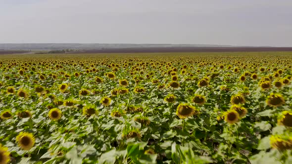 Aerial Shot of a Drone Flying Over a Field of Sunflowers