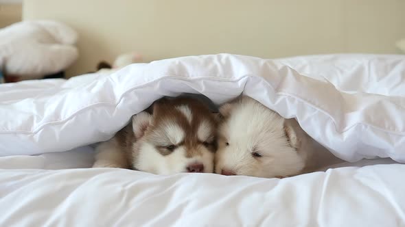 Siberian Husky Puppies Sleeping On White Bed Under White Blanket