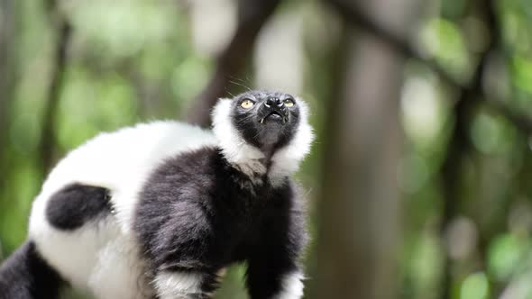 Madagascar Lemur_Black and White Ruffed Lemur eating fruit