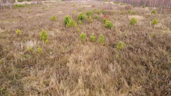 Flying Over Lowgrowing Young Green Trees Aerial View