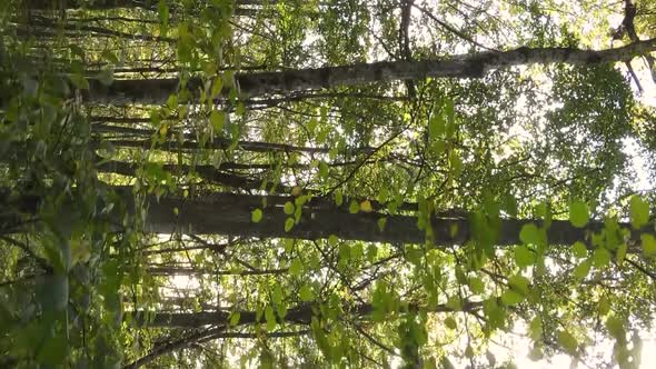 Vertical Video of an Autumn Forest During the Day in Ukraine