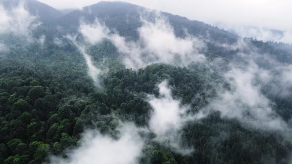 Aerial View of Misty Forest Clouds Above Green Mountain Drone Flying Over Spruce Conifer Treetops