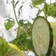 Mint and Slices of Juicy Cucumber and Lemon Fall Into Water - VideoHive Item for Sale