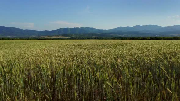 Wheat Field Panorama of Ripening Crop and Mountains on the Horizon