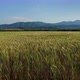 Wheat Field Panorama of Ripening Crop and Mountains on the Horizon - VideoHive Item for Sale