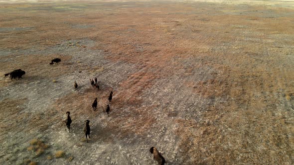 Wild Bison Running. Herd of Bisons Running on Steppes To River.  Hdr Slow Motion