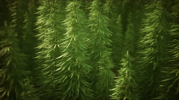 Field Green Medial Cannabis