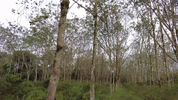 Sliding view the rubber tree plantation