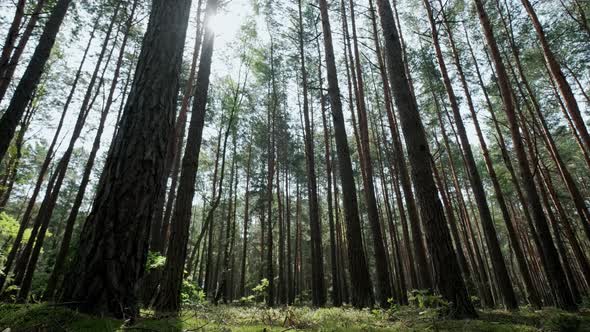 Pine Forest Passage Through the Forest with Trees and Moss