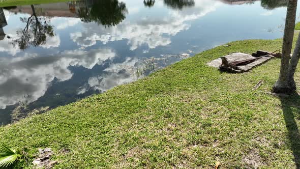 A low angle view of an iguana on a concrete slab and bricks sunbathing with green grass around it in