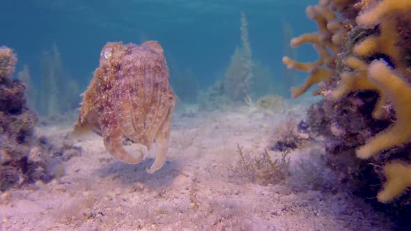 Tropical Cuttlefish Laying Eggs