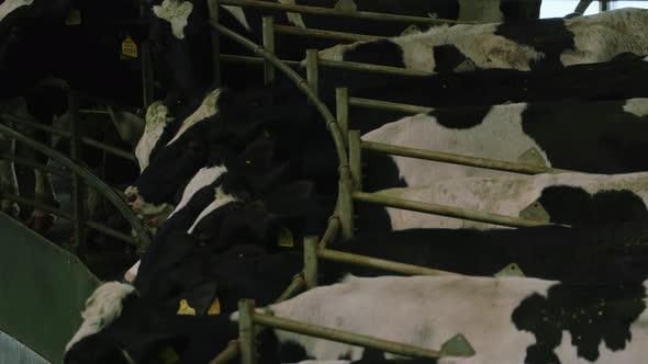 Process Milking Dairy Cows on Round Milking Machine