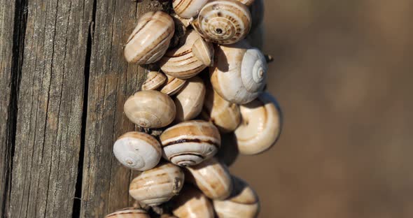 Theba pisana, also named, white garden snail, sand hill snail.