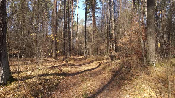 Forest with Trees in the Fall