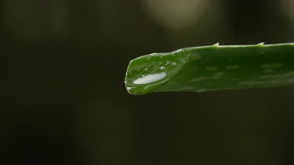 Aloe Gel 01