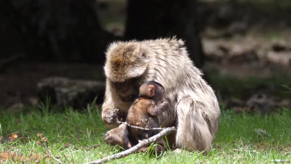 Barbary ape and his young eating at Cèdre Gouraud Forest