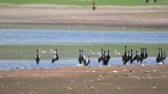 Real Wild Crane Birds in Natural Lakeshore