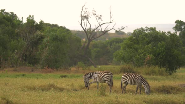 Two common zebras in Masai Mara