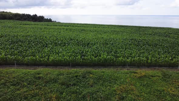 Rows of fresh plants on field in countryside