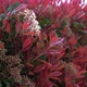 Photinia Hedge - VideoHive Item for Sale