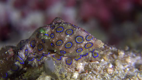 Blue ring octopus crawling over coral reef. A blue ringed octopus crawling over a coral reef flashin