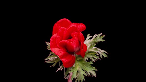 Beautiful Red Anemone Flower Blooming on Black Background Closeup