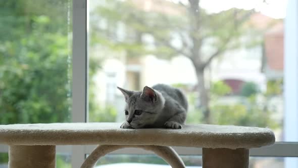 Cute Cat Lying On Cat Tower Slow Motion