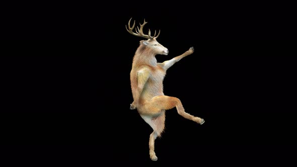 35 Deer Dancing 4K