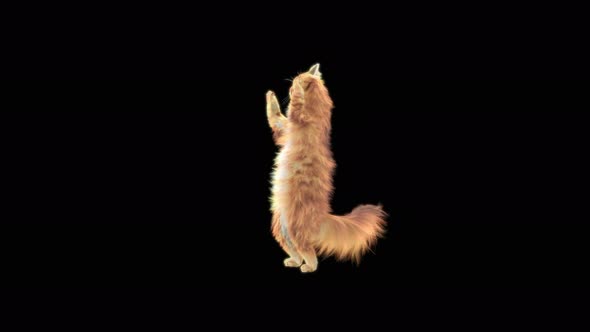 Cat Cheering 4K