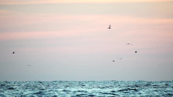 A Flock of Seagulls Fly and Fish in the Sea