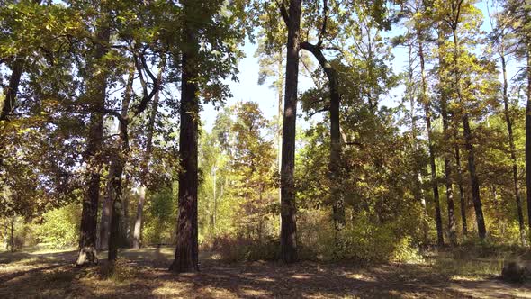 Autumn Forest Landscape with Trees By Day