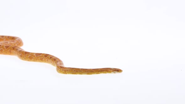 Tiger Python Molurus Bivittatus Morph Albine Burmese in White Background