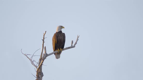 Bald Eagle Perched and Looking Around