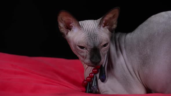 A Canadian Sphynx Lies on a Red Blanket in the Studio on a Black Background